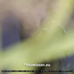 Zehntausend Fotos an einem Tag - Verrückt. Wer sitzt da?