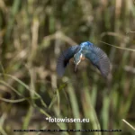 Canon R5 II Erfahrung Wildlife Eisvogel im Flug.