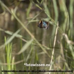 Canon R5 II Erfahrung Wildlife Eisvogel im Flug.
