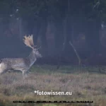 Canon R5 II Erfahrung Wildlifefotografie Hischbrunft
