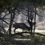 Canon R5 II Erfahrung Wildlifefotografie Hischbrunft