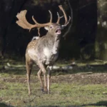 Canon R5 II Erfahrung Wildlifefotografie Hischbrunft