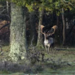 Canon R5 II Erfahrung Wildlifefotografie Hischbrunft