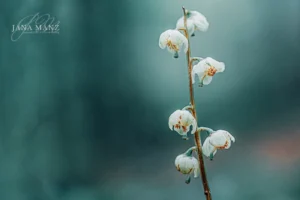 Waldgloeckchen Naturfotografie Jana Maenz. Eine stille Waldszene, die sich ganz auf eine einzige Blütenrispe des Waldglöckchens konzentriert. Freigestellt gegen einen ruhigen Hintergrund, fast schwerelos schwebend. Hier ist die Reduktion offensichtlich – und gerade deshalb so wirkungsvoll.