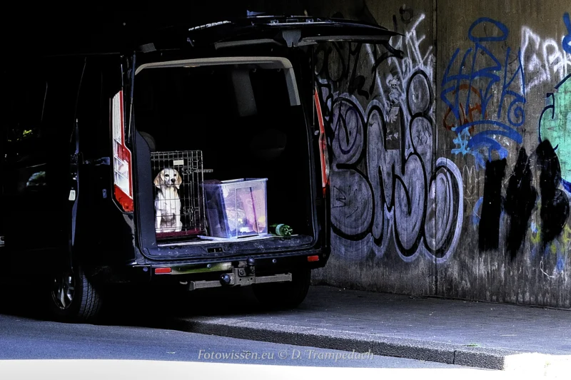 Im Fokus der Street-Fotografie - Das echte Leben - Titelfoto Im Fokus der Street-Fotografie ruht ein Hund in einem Käfig friedlich im offenen Heck eines schwarzen Vans, geparkt vor einer mit Graffiti bedeckten Wand – das echte Leben in seiner rohen Schönheit.