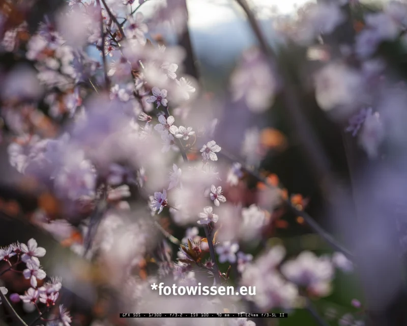 Nahaufnahme von Kirschblüten mit Vordergrundunschärfe, mit zarten rosa und weißen Blütenblättern vor unscharfem Hintergrund. Dieses Frühlingsfoto fängt die Essenz des Frühlings mit seinem weichen Fokus und seiner verträumten Ästhetik ein.