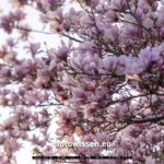 Ein Baum, geschmückt mit zahlreichen blühenden rosa Magnolienblüten vor einem hellen Himmel, bietet mit jedem Blütenblatt Inspiration für Frühlingsfotos.