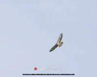 Eulen fotografieren - Wildlifefotografie, Warten, Warten, Nichts. Statt dessen schwebt ein Mäusebussard (Buteo buteo) mit ausgebreiteten Flügeln vor einem klaren, blauen Himmel – ein atemberaubender Moment der Wildlifefotografie.