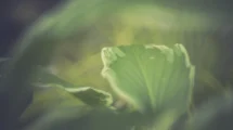 Magisches Bokeh im Garten fotografieren.