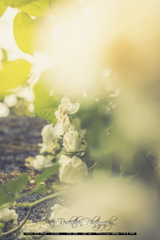 Bokeh im Garten fotografieren.