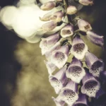 Magisches Bokeh im Garten fotografieren.