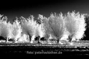 Online Fotokurs Sw-foto Aus Raw In Photoshop Lightroom 2 Video Podcast