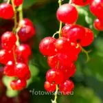 Canon Eos 100d Volkskamera Im Test