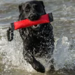 Strandspiele Eines Labradors