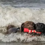 Strandspiele Eines Labradors