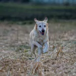 Mein Lieblings-modell