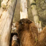 Ene Besuch Im Zoo