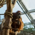 Ene Besuch Im Zoo
