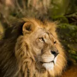 Ene Besuch Im Zoo