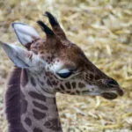 Ene Besuch Im Zoo