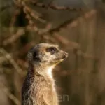 Ene Besuch Im Zoo