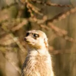 Ene Besuch Im Zoo