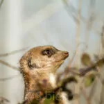 Ene Besuch Im Zoo