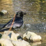 Ene Besuch Im Zoo