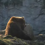 Ene Besuch Im Zoo