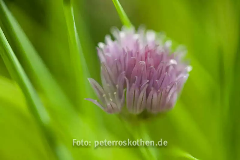 Makrofoto mit geringer Schärfentiefe Makrofoto mit geringer Schärfentiefe