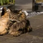 Img 0779