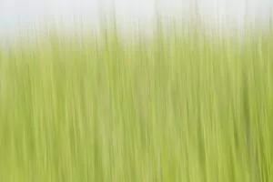 Freude An Unschärfe