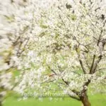 Bluete Lensbaby Foto
