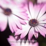 Blumenaufnahme Lensbaby Composer
