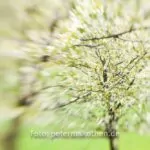 Lensbaby Composer Fotos