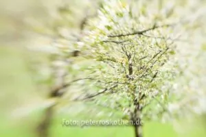 Lensbaby Composer Fotos
