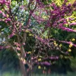 Lensbaby Naturbild