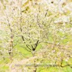 Lensbaby Naturfotografie