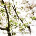 Lensbaby Naturfotos