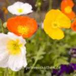 Ein Tag Fotografie Mit Der Festbrennweite – Fotoexperiment