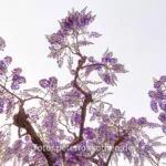 Ein Tag Fotografie Mit Der Festbrennweite – Fotoexperiment