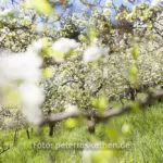 Ein Tag Fotografie mit der Festbrennweite, Fotoexperiment