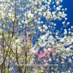 Ein Tag Fotografie Mit Der Festbrennweite – Fotoexperiment