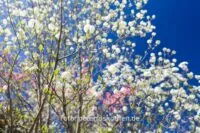 Ein Tag Fotografie Mit Der Festbrennweite – Fotoexperiment