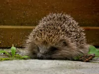 Tierfotografie – Kritik Erwünscht