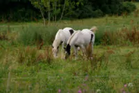 Tierfotografie – Kritik Erwünscht