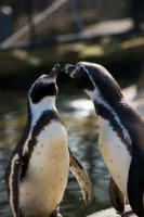 Tierfotografie – Kritik Erwünscht