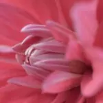 Dahlien Neue Flora 2015 11