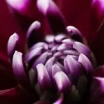 Dahlien Neue Flora 2015 12