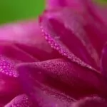 Dahlien Neue Flora 2015 13